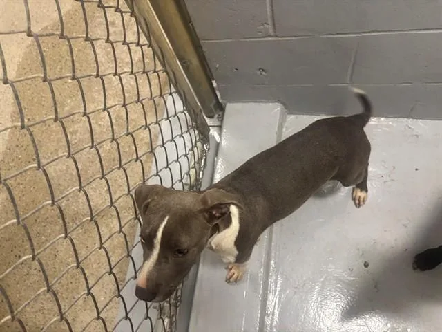 A baby small-sized female Pit Bull Terrier dog named Barbie for adoption in Augusta, GA