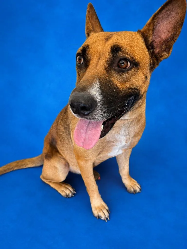 An adult medium-sized male German Shepherd Dog dog named Bubby for adoption in Wauchula, FL