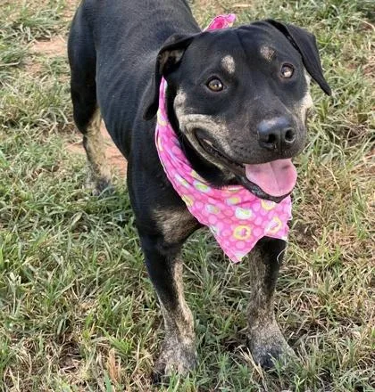An adult medium-sized female Cardigan Welsh Corgi dog named Roxanne HW+ for adoption in Seneca, SC