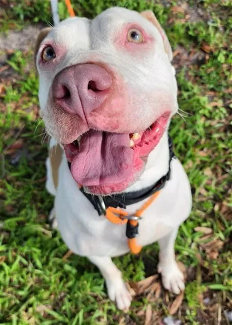 An adult large-sized female American Staffordshire Terrier dog named Verna for adoption in Fort Lauderdale, FL
