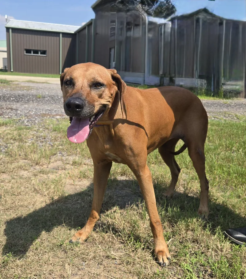 An adult medium-sized female Rhodesian Ridgeback dog named Rosey for adoption in Houston, TX