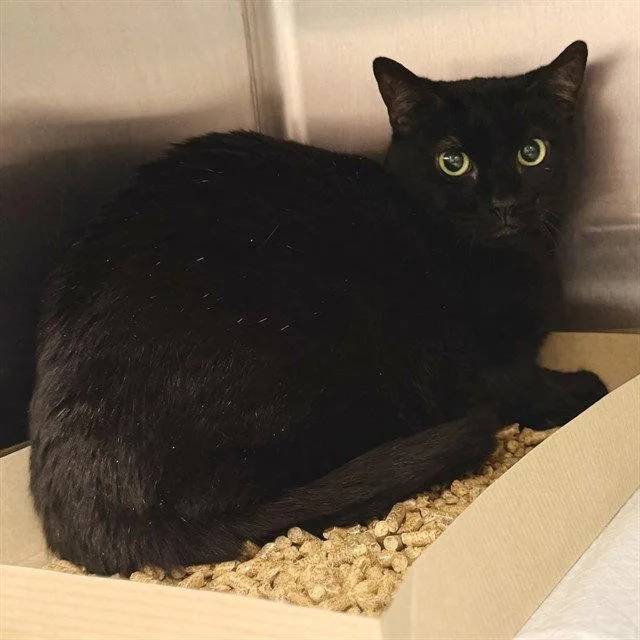 A senior medium-sized female Domestic Short Hair cat named Mortisha for adoption in Tavares, FL
