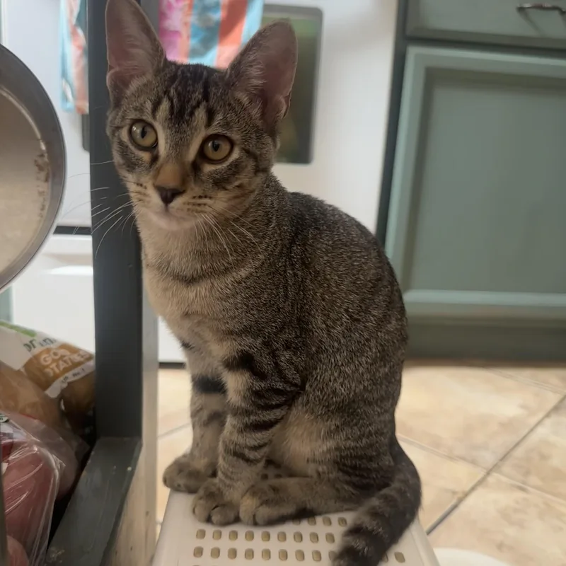 A young medium-sized male Tabby (Brown / Chocolate) Domestic Short Hair cat named Mj for adoption in DICKSON, TN
