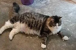 A senior medium-sized female Domestic Long Hair cat named Luna for adoption in Tavares, FL