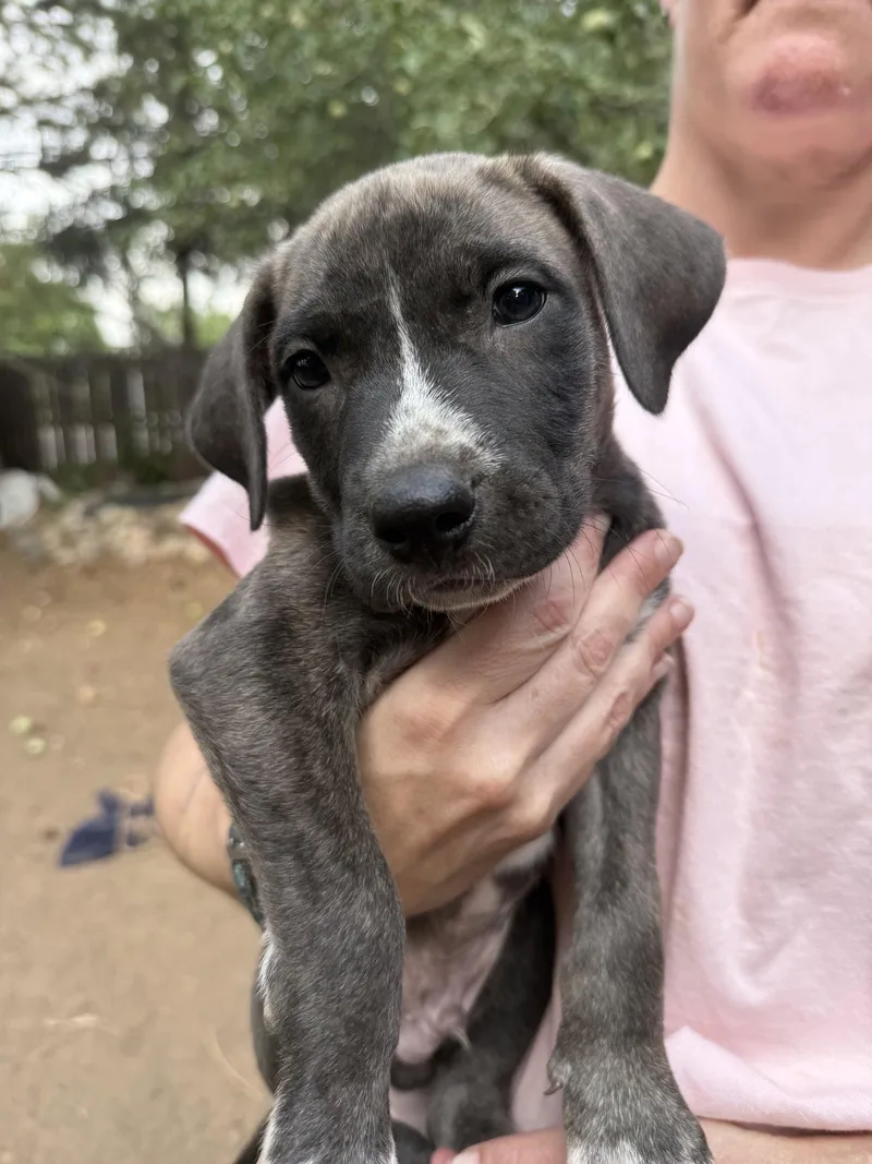 A baby medium-sized male Mixed Breed dog named Chuckie for adoption in Fort Collins, CO