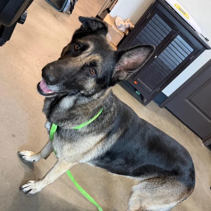 An adult large-sized female German Shepherd Dog dog named Tip for adoption in Tampa, FL