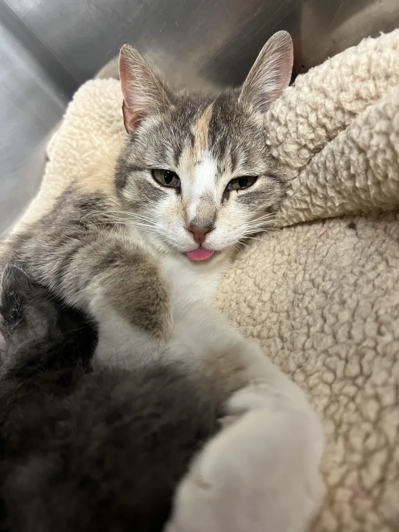 An adult medium-sized female Dilute Tortoiseshell Domestic Short Hair cat named Strudel for adoption in Gaithersburg, MD