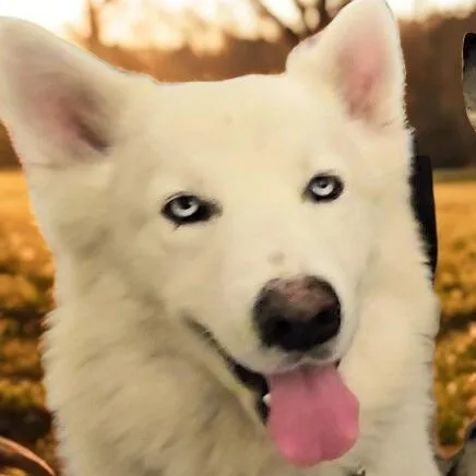 An adult large-sized male White / Cream Samoyed dog named Gorgeous Rocky! for adoption in Pine Mountain Club, CA