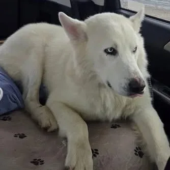 Gorgeous Rocky! thumbnail 2