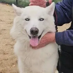 Gorgeous Rocky! thumbnail 3