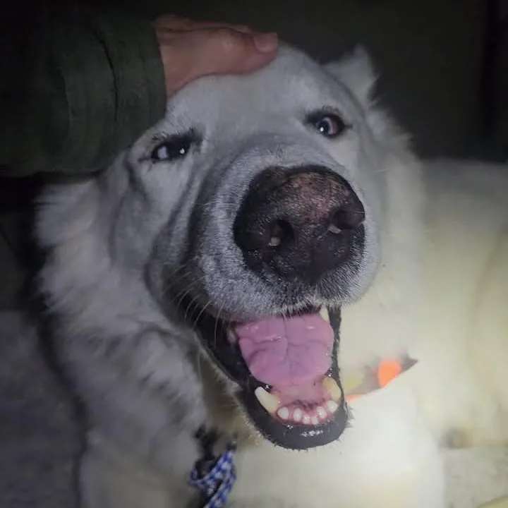 Gorgeous Rocky! thumbnail 4