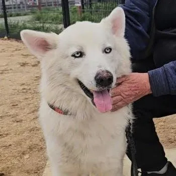 Gorgeous Rocky! thumbnail 5