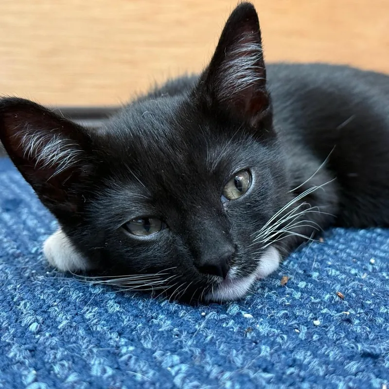 A baby small-sized male Black Domestic Short Hair cat named Timothee Chalemew for adoption in Los Angeles, CA