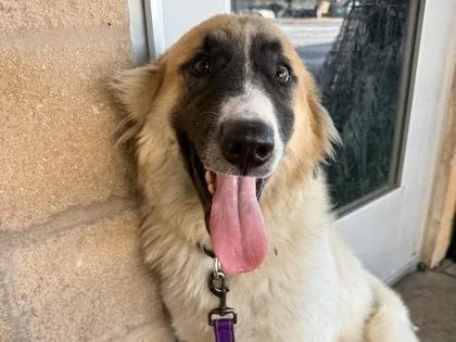 An adult large-sized male Mixed Breed dog named Montana for adoption in Georgetown, TX