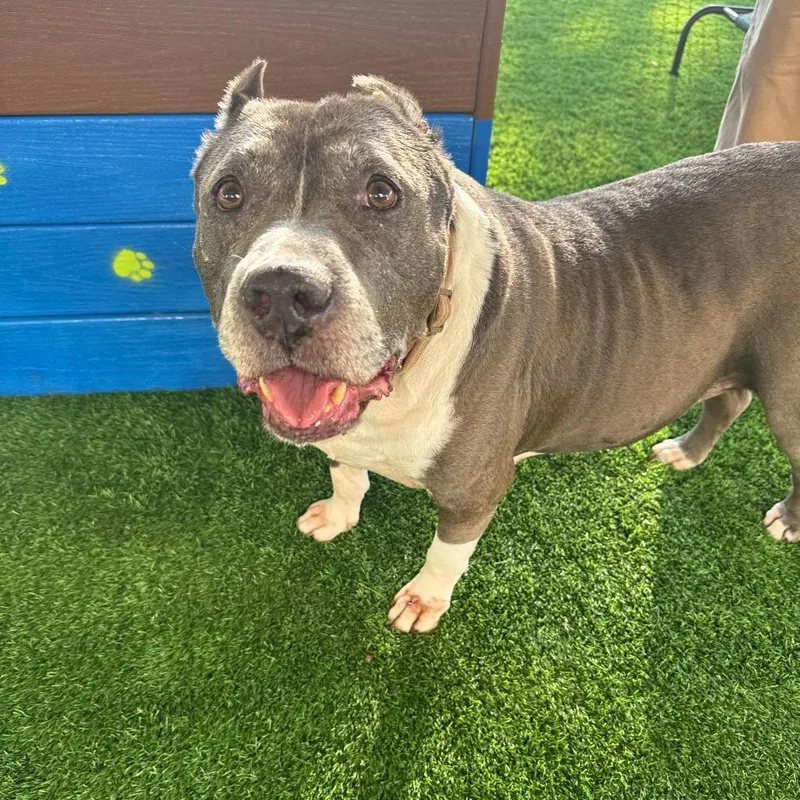 A senior large-sized male Gray / Blue / Silver Pit Bull Terrier dog named Dudley for adoption in Houston, TX