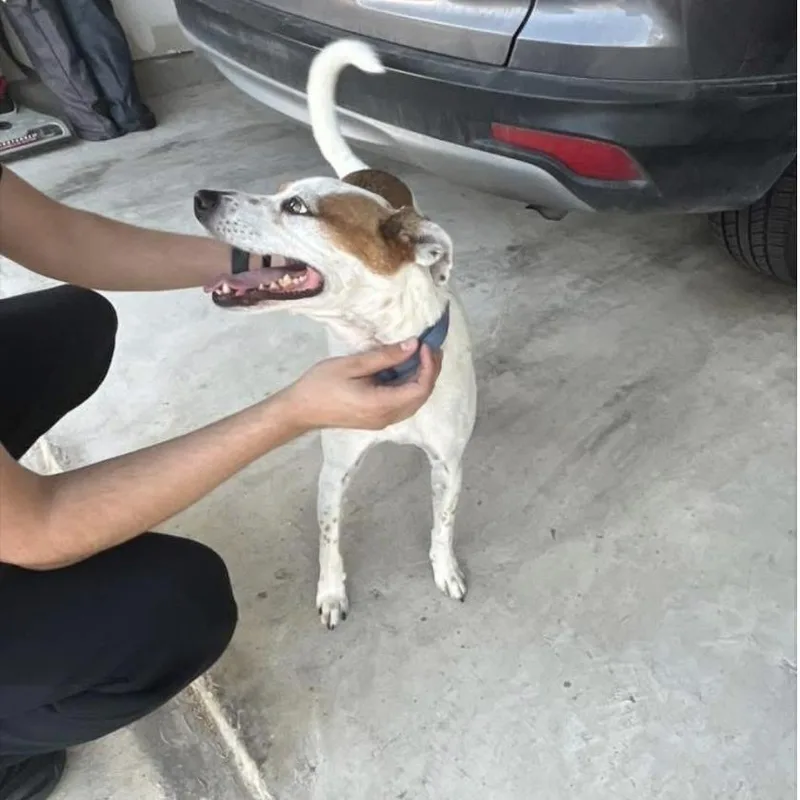 An adult medium-sized male Jack Russell Terrier dog named Chichi for adoption in Austin, TX