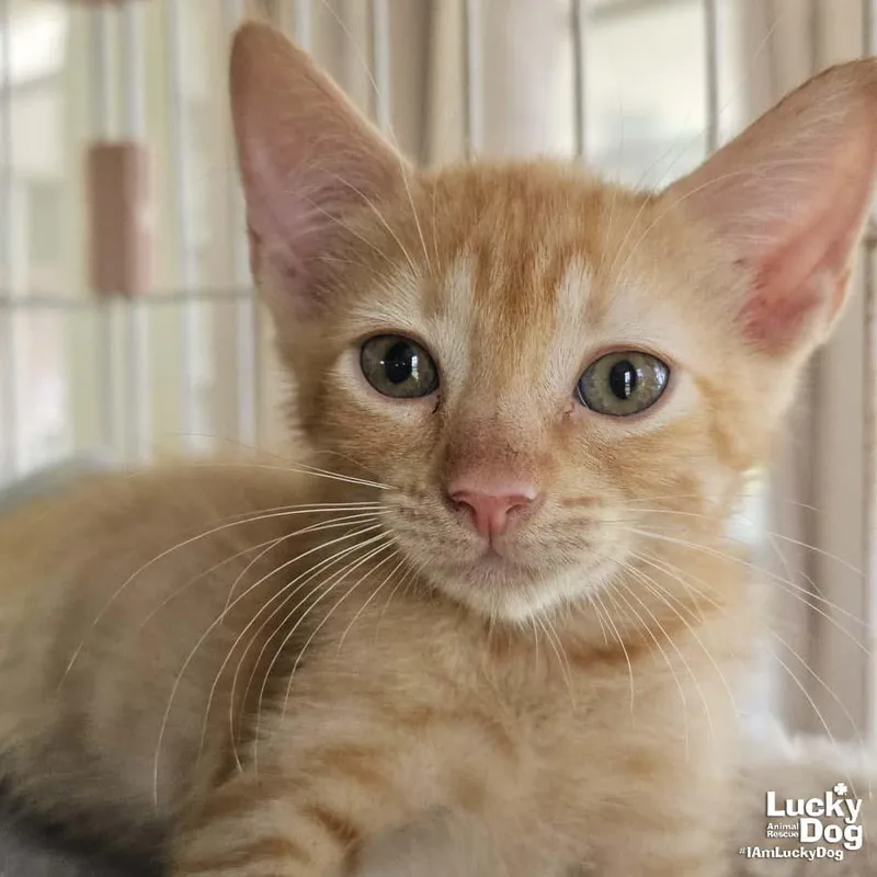 A baby medium-sized male Orange / Red Domestic Short Hair cat named Goblin for adoption in Washington, DC