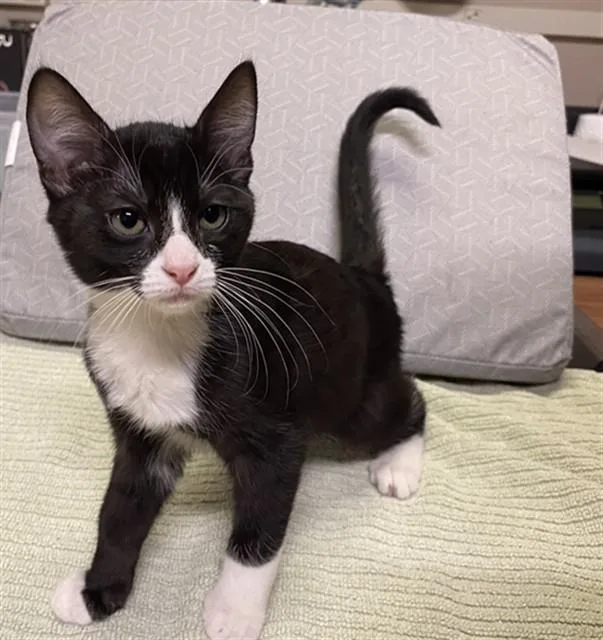 A baby small-sized female Domestic Short Hair cat named Tia for adoption in Modesto, CA
