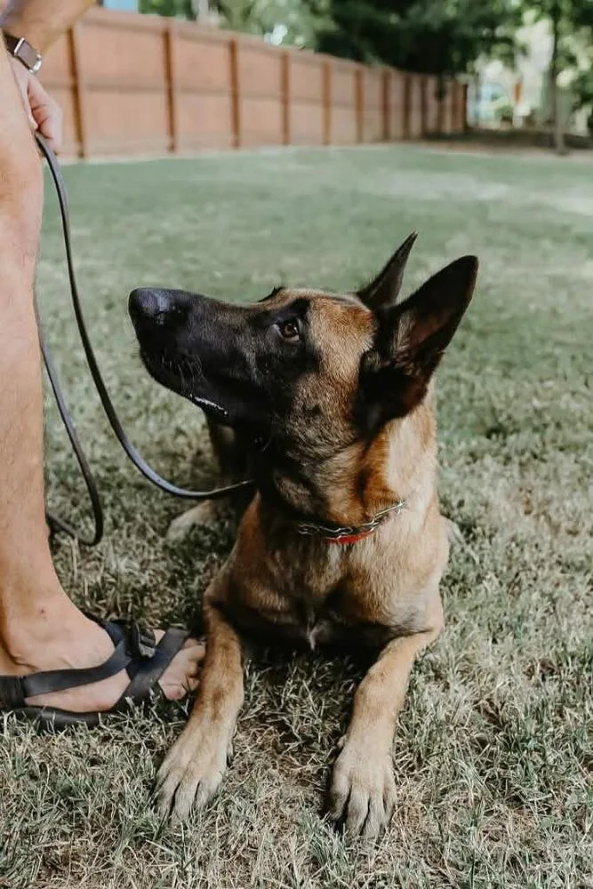 An adult large-sized female Belgian Shepherd / Malinois dog named Big Tina Located for adoption in Imlay City, MI