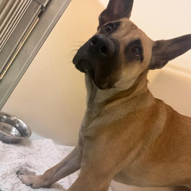 A young medium-sized male Yellow / Tan / Blond / Fawn Mixed Breed dog named Carbah for adoption in Memphis, TN