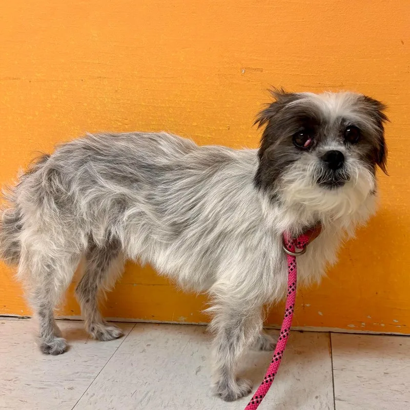 A young small-sized female White / Cream Shih Tzu dog named Goldie for adoption in Joshua Tree, CA