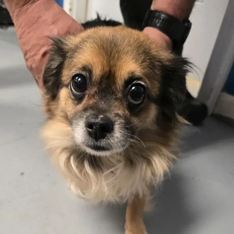 An adult small-sized female Black Mixed Breed dog named Skye for adoption in Martinsburg, WV