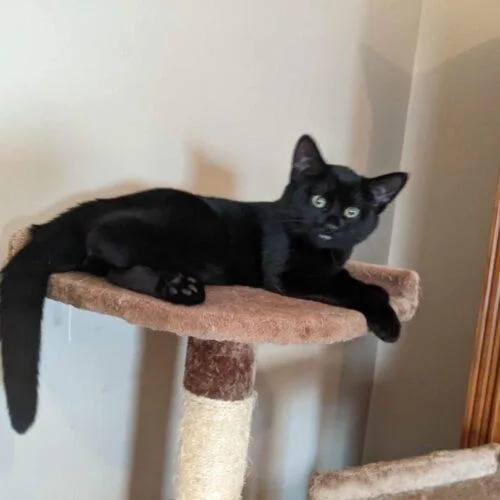 An adult medium-sized male Black Domestic Short Hair cat named Pinochle for adoption in Tipp City, OH