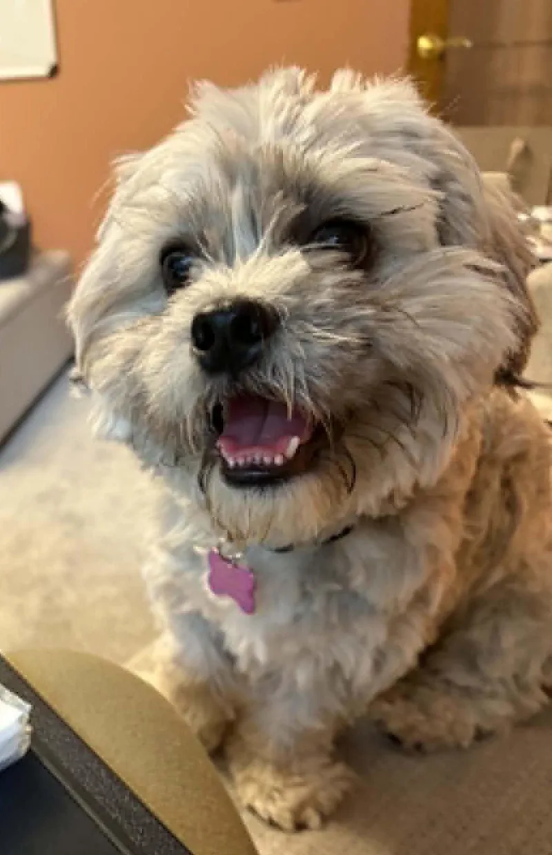 A young small-sized male Gray / Blue / Silver Shih Tzu dog named Kylian for adoption in Eugene, OR