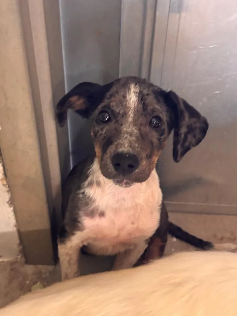 A baby medium-sized female Mixed Breed dog named Evie for adoption in Morgantown, KY