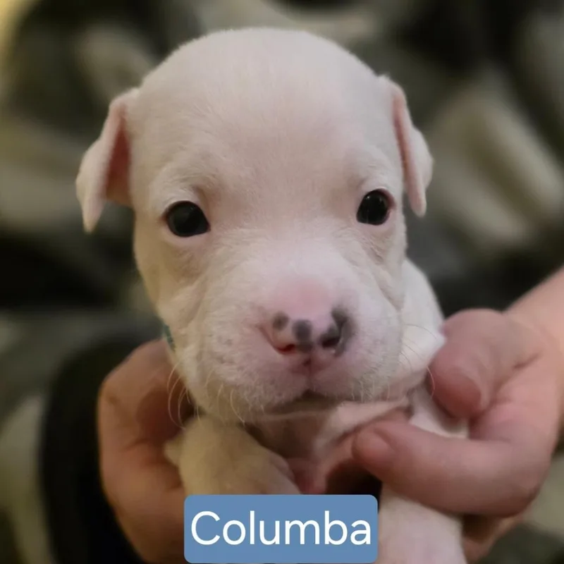 Columba Stardust  Local