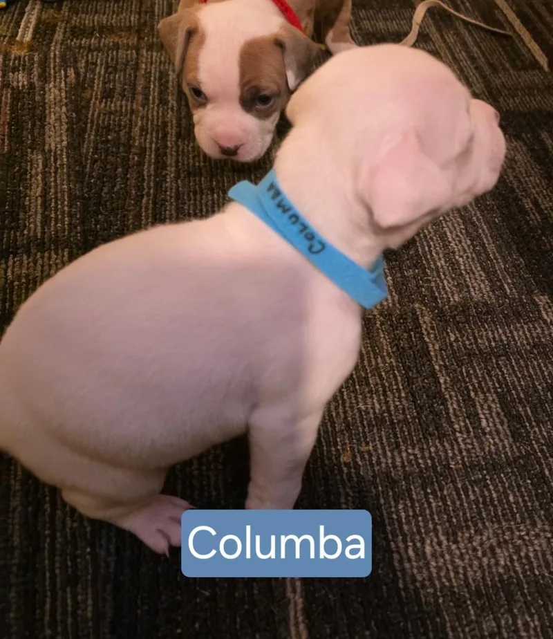 Columba Stardust  Local thumbnail 2