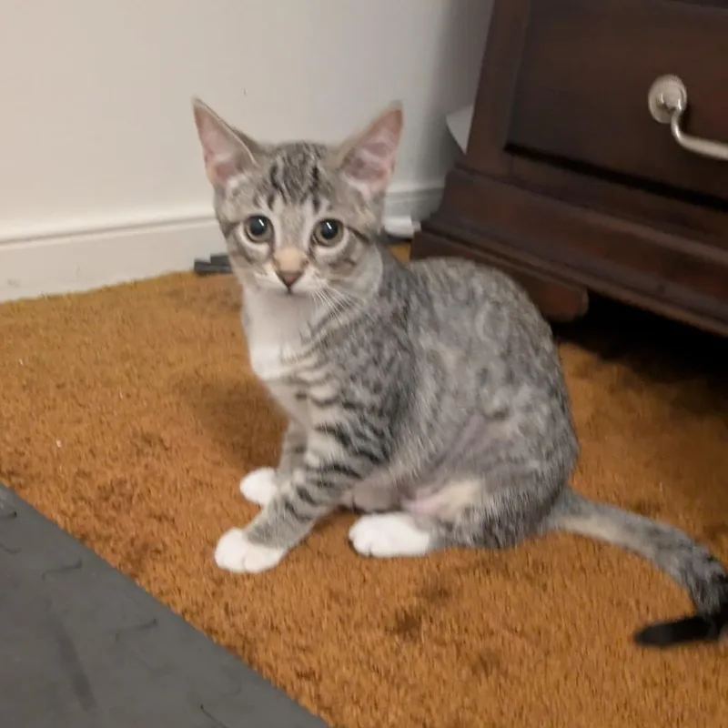 A baby small-sized female Brown / Chocolate Domestic Short Hair cat named Roulette for adoption in Ashland, VA