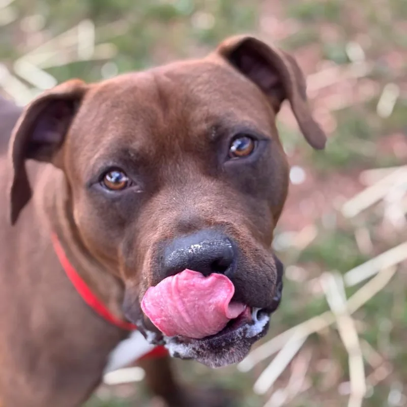 A young large-sized male Brown / Chocolate Pit Bull Terrier dog named Zap for adoption in York, PA