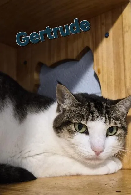 Gertrude thumbnail 3