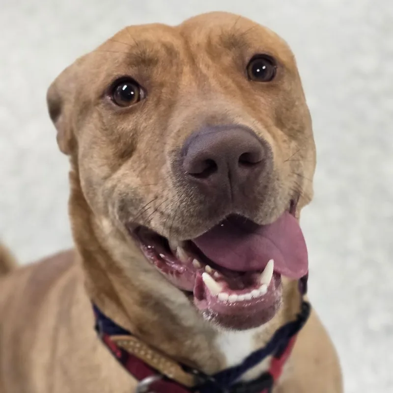 An adult medium-sized female Yellow / Tan / Blond / Fawn Mixed Breed dog named Crispy Chicken for adoption in East Hanover, NJ