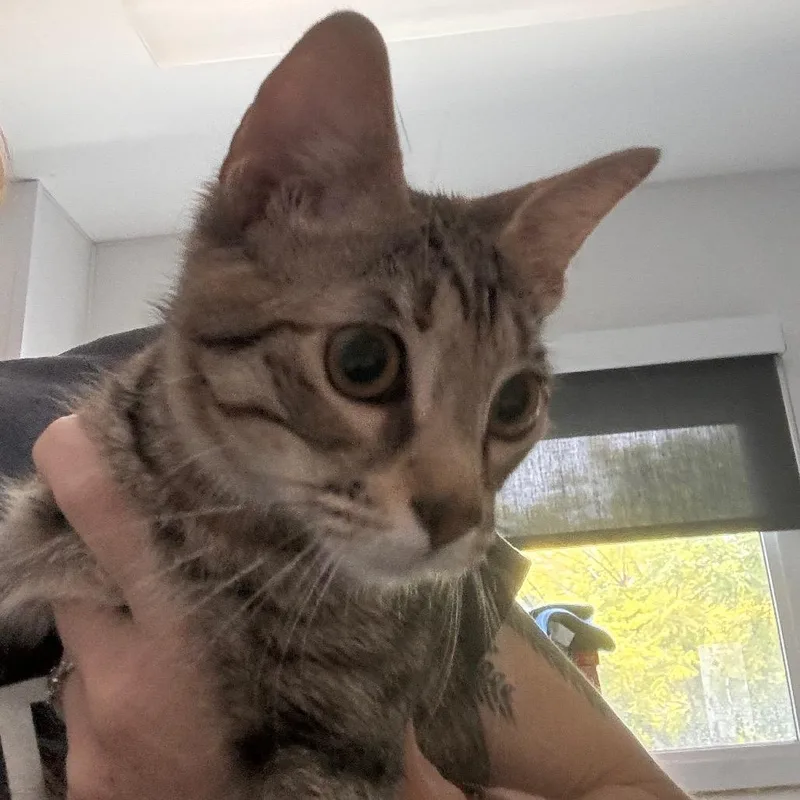 A young medium-sized female Brown / Chocolate Domestic Short Hair cat named Deku for adoption in Clearwater, FL