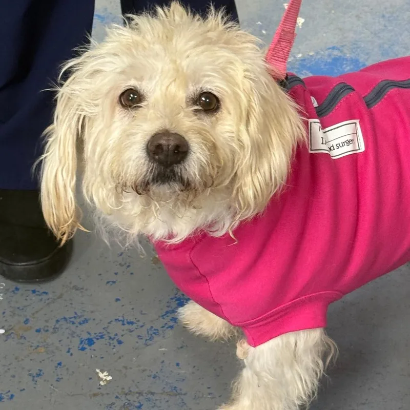 A senior medium-sized female Yellow / Tan / Blond / Fawn Wheaten Terrier dog named D Dandy for adoption in Franklin, PA