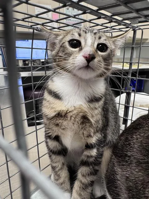 A baby small-sized female Domestic Short Hair cat named Sally for adoption in Las Vegas, NV