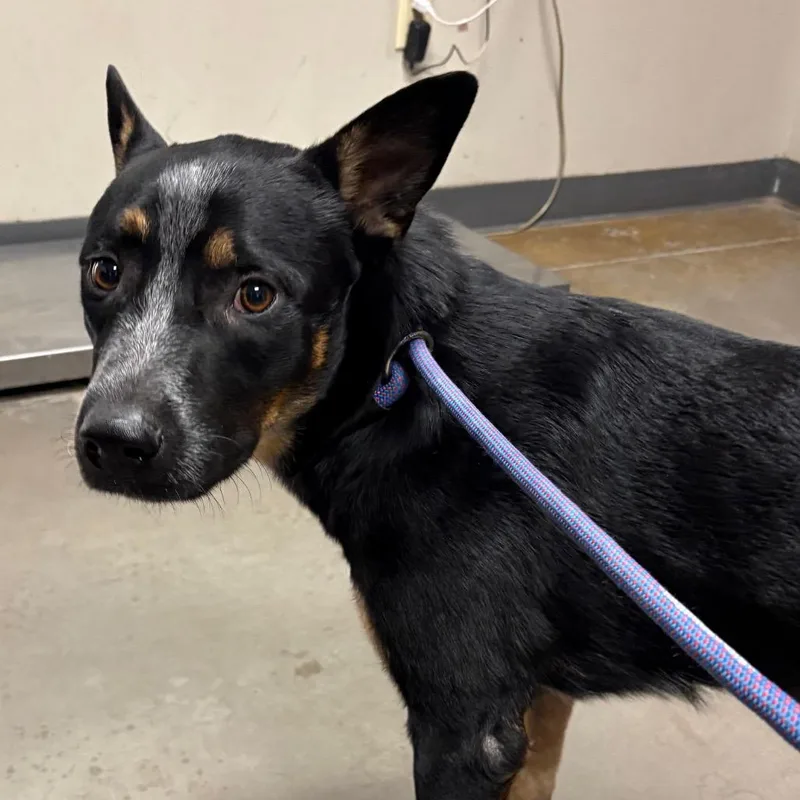 An adult medium-sized male Black Australian Cattle Dog / Blue Heeler dog named Thunder for adoption in Yuma, AZ