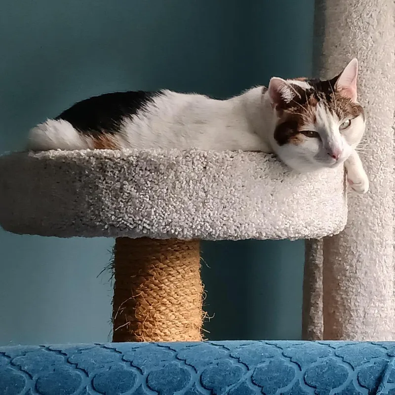 A senior large-sized female Calico Domestic Short Hair cat named Callie for adoption in Winston Salem, NC