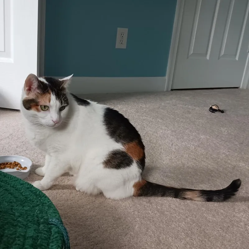 Callie thumbnail 5