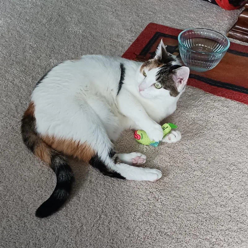 Callie thumbnail 6