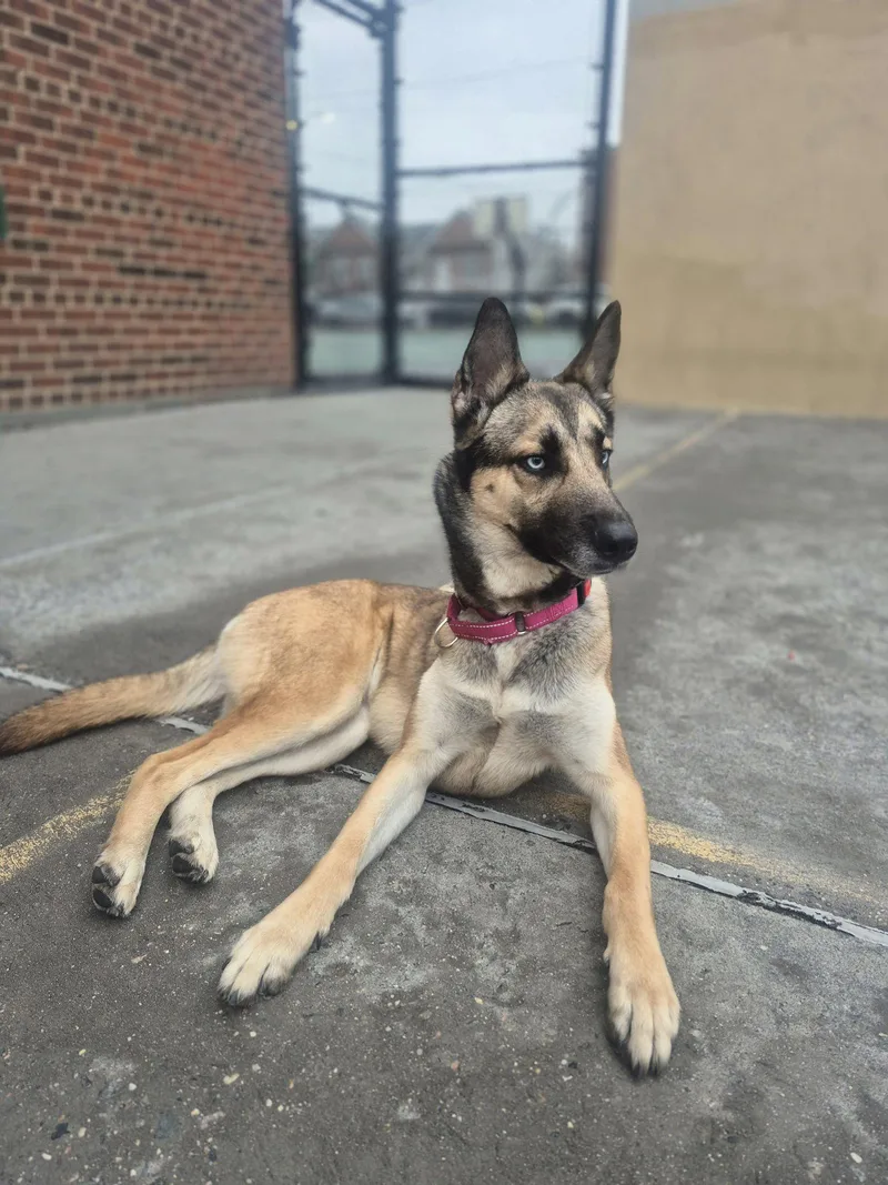 An adult medium-sized female Black German Shepherd Dog dog named Luna for adoption in Ossining, NY