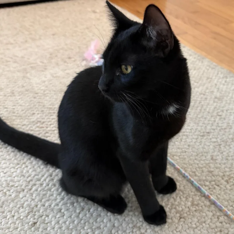 A young small-sized male Black & White / Tuxedo American Shorthair cat named Tweaks for adoption in Woodland Hills, CA