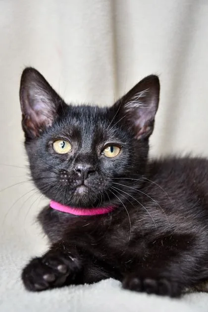 A baby small-sized female Domestic Short Hair cat named Allison for adoption in Yakima, WA