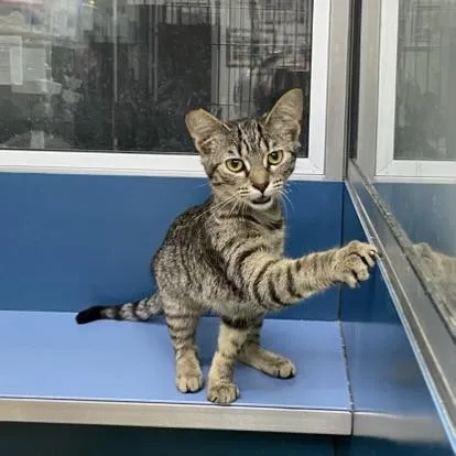 Mary Jane thumbnail 2