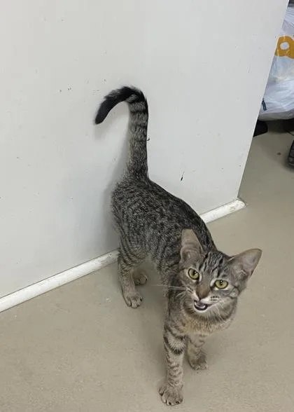 Mary Jane thumbnail 3