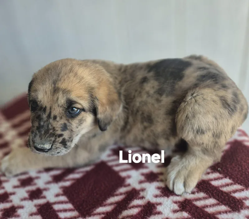 Lionel And Lennox!! thumbnail 2