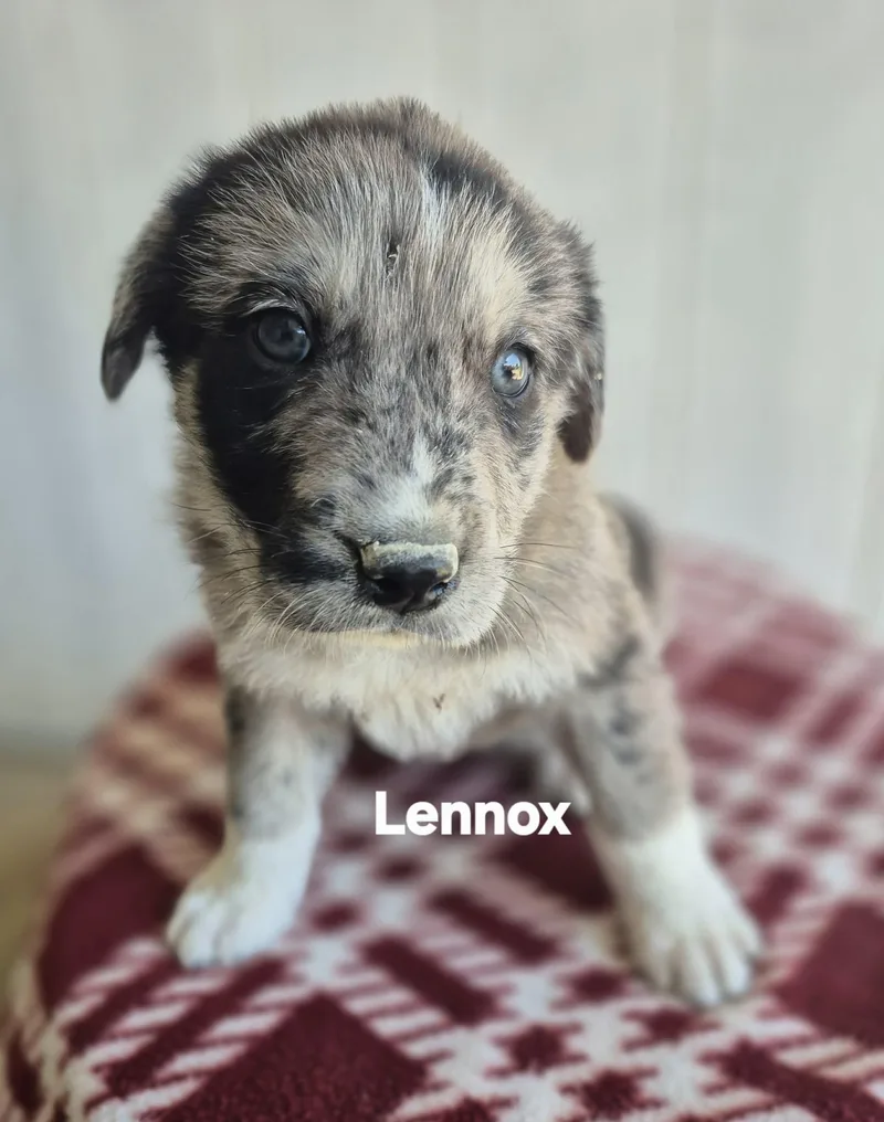 Lionel And Lennox!! thumbnail 3