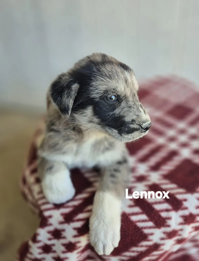 Lionel And Lennox!! thumbnail 4